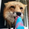 😗 Эмодзи «Foxes» для Telegram