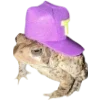 🐸 Эмодзи «Frogs» для Telegram
