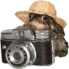 🐸 Эмодзи «Frogs» для Telegram