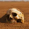 💀 Эмодзи «Furiosa A Mad Ma» для Telegram