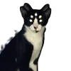 🤩 Эмодзи «ንልፎዐየዐፐ ኸሀሠኸሀ» для Telegram