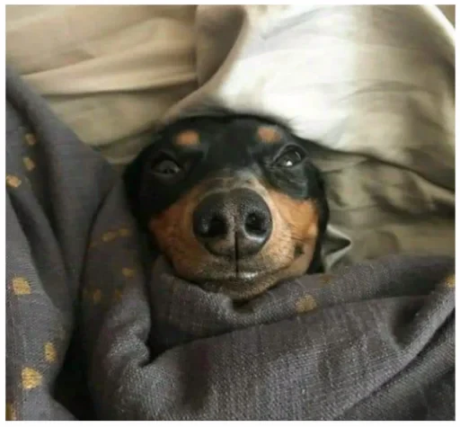 🛌 Стикер «Zdorou» для Telegram