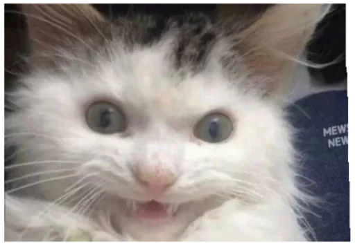😸 Стикер «Zdorou» для Telegram
