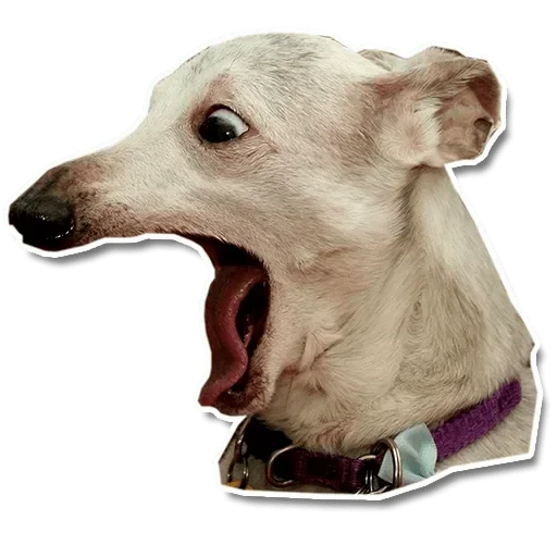 😮 Стикер «Zdorou» для Telegram