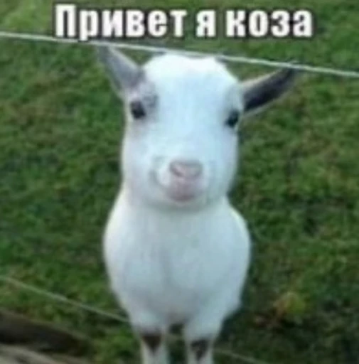 🥺 Стикер «Zdorou» для Telegram