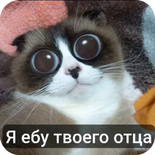 🐱 Стикер «Гейские стикеры для джентельменов» для Telegram
