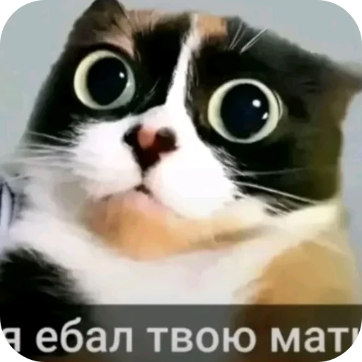 Стикерпак Гейские стикеры для джентельменов для Telegram — скачать