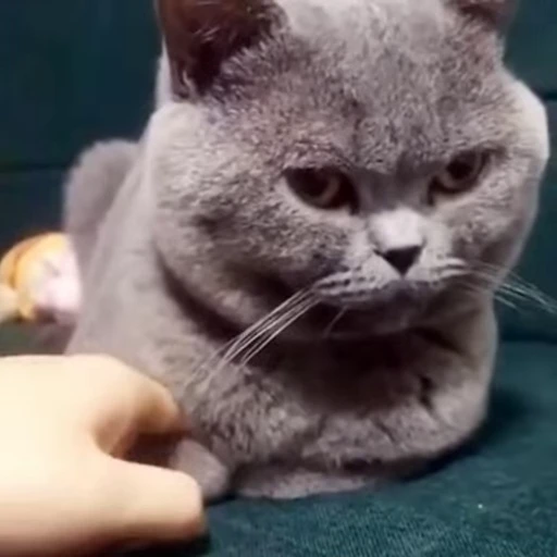 🐈 Стикер «Miomio» для Telegram