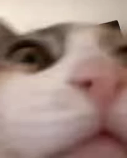 🐈 Стикер «Miomio» для Telegram