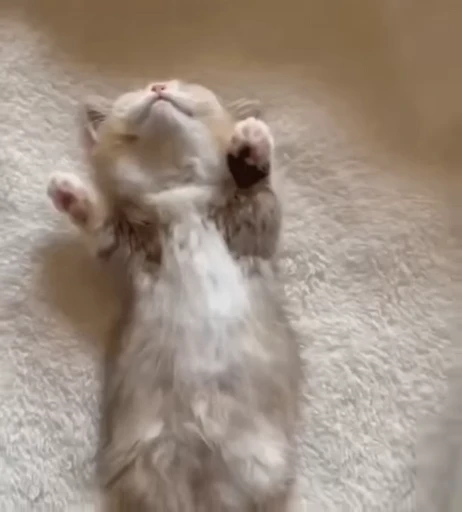 🐈 Стикер «Miomio» для Telegram