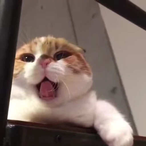 🐈 Стикер «Miomio» для Telegram