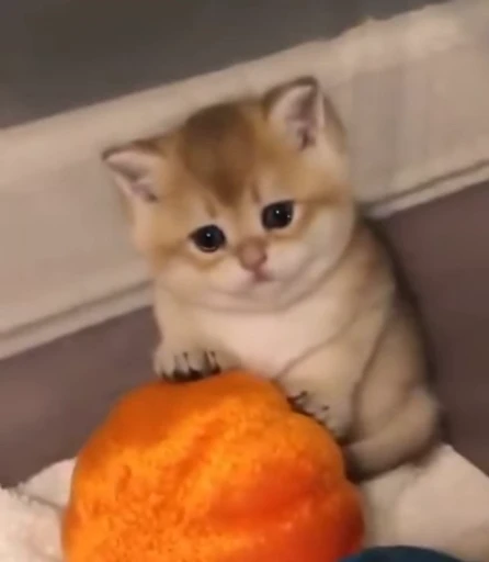 🐈 Стикер «Miomio» для Telegram