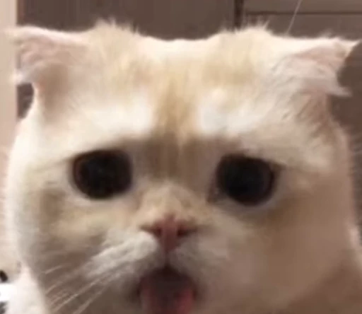 🐈 Стикер «Miomio» для Telegram