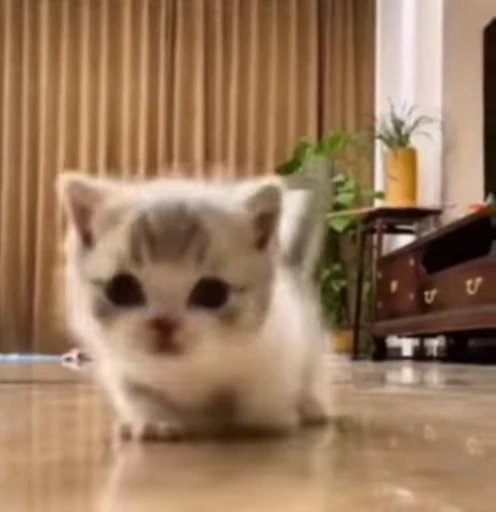 🐈 Стикер «Miomio» для Telegram