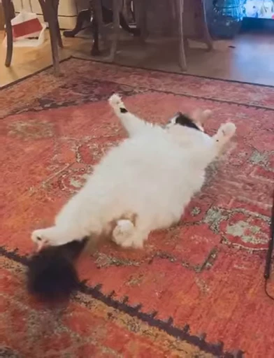 🐈 Стикер «Miomio» для Telegram