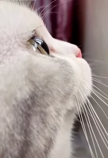 🐈 Стикер «Miomio» для Telegram