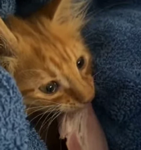 🐈 Стикер «Miomio» для Telegram