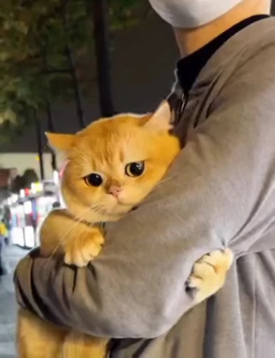 🐈 Стикер «Miomio» для Telegram