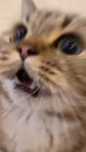 🐈 Стикер «Miomio» для Telegram