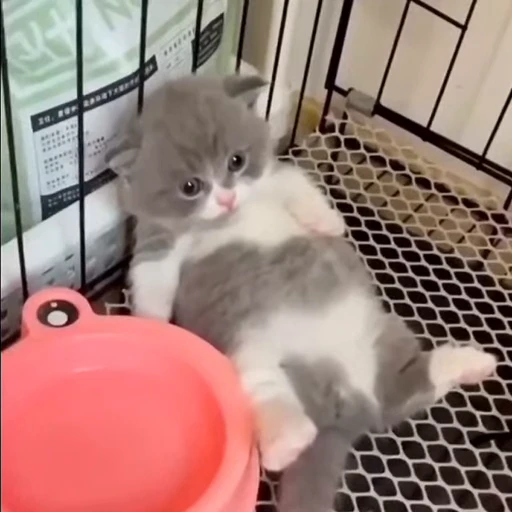 🐈 Стикер «Miomio» для Telegram