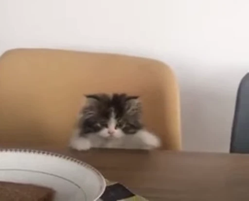 🐈 Стикер «Miomio» для Telegram