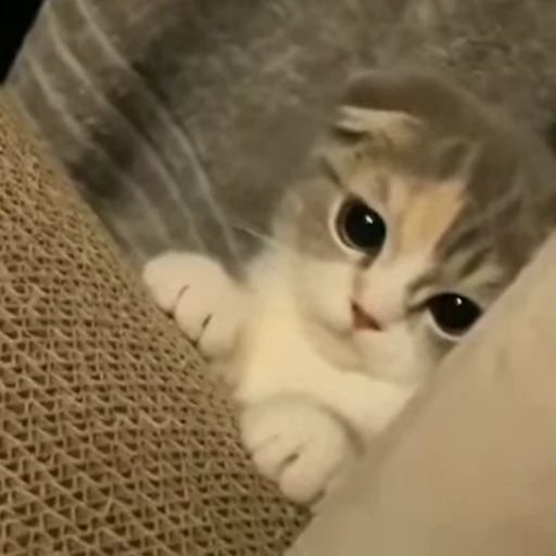 🐈 Стикер «Miomio» для Telegram