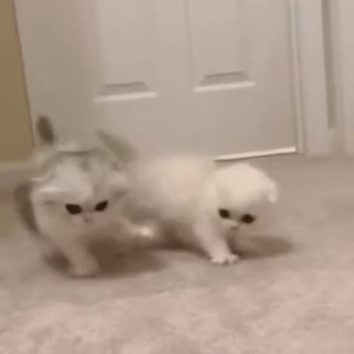 🐈 Стикер «Miomio» для Telegram