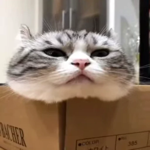 🐈 Стикер «Miomio» для Telegram