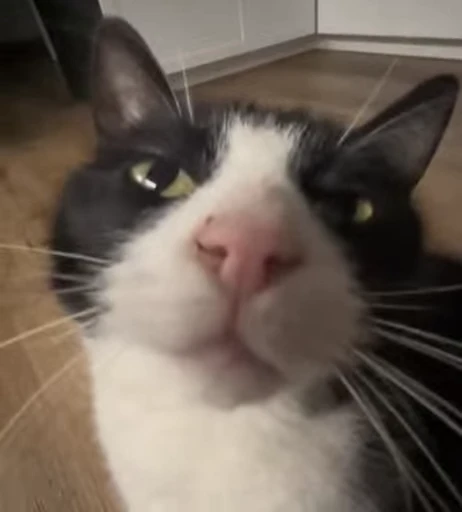🐈 Стикер «Miomio» для Telegram