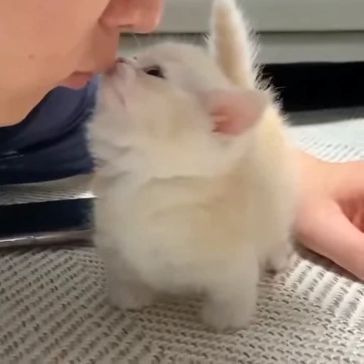 🐈 Стикер «Miomio» для Telegram