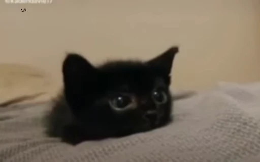🐈 Стикер «Miomio» для Telegram