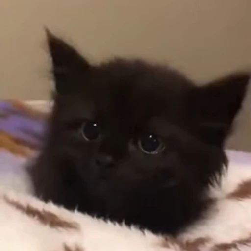🐈 Стикер «Miomio» для Telegram