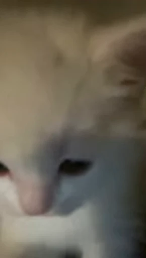🐈 Стикер «Miomio» для Telegram