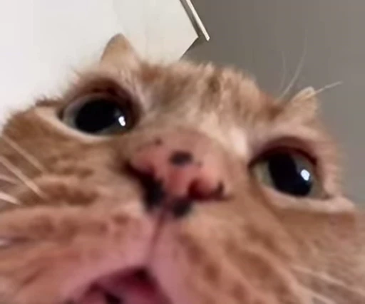 🐈 Стикер «Miomio» для Telegram