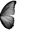 🦋 Эмодзи «𝒢𝘳𝘢𝘺» для Telegram