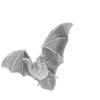 🦇 Эмодзи «𝒢𝘳𝘢𝘺» для Telegram
