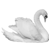 🦢 Эмодзи «𝒢𝘳𝘢𝘺» для Telegram