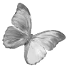 🦋 Эмодзи «𝒢𝘳𝘢𝘺» для Telegram