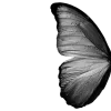 🦋 Эмодзи «𝒢𝘳𝘢𝘺» для Telegram