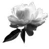 🌟 Эмодзи «Grey» для Telegram