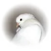 ☁️ Эмодзи «Grey» для Telegram
