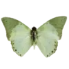 🦋 Эмодзи «Green Aesthetics» для Telegram