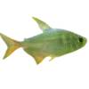 🐟 Эмодзи «Green Aesthetics» для Telegram
