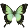 🦋 Эмодзи «Green Aesthetics» для Telegram