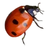 🐞 Эмодзи «ˏˋ Запах Весны» для Telegram