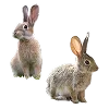 🐇 Эмодзи «ˏˋ Запах Весны» для Telegram