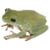 🐸 Эмодзи «ˏˋ Запах Весны» для Telegram