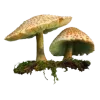 🍄‍🟫 Эмодзи «ˏˋ Запах Весны» для Telegram