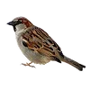 🐦 Эмодзи «ˏˋ Запах Весны» для Telegram