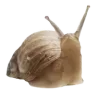 🐌 Эмодзи «ˏˋ Запах Весны» для Telegram